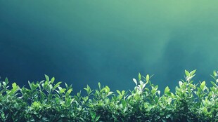 绿意盎然的清新植物边缘