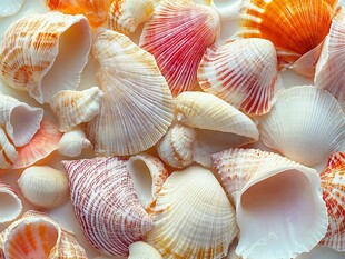 多彩贝壳集合