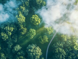 空中俯瞰云雾缭绕的森林