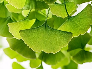 嫩绿银杏叶特写