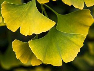 金黄银杏叶特写