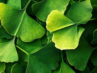 翠绿银杏叶的生机之美