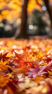 秋日枫林落叶美景