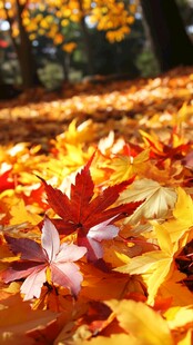 秋日枫景 落叶缤纷的绚烂