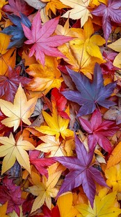 五彩斑斓秋叶的绚丽景致