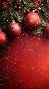 圣诞红饰装点节日氛围