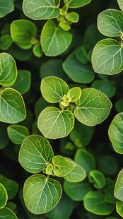 嫩绿叶片生机盎然