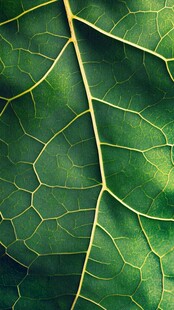 翠绿叶片的精美脉络纹理