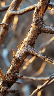 阳光下的粗糙树枝纹理