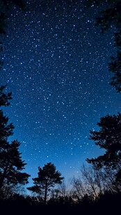 森林之上璀璨星空夜景