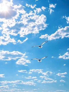 蓝天飞鸟 自由的美好瞬间