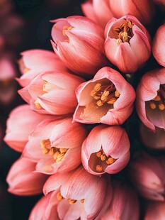 粉色郁金香花束特写