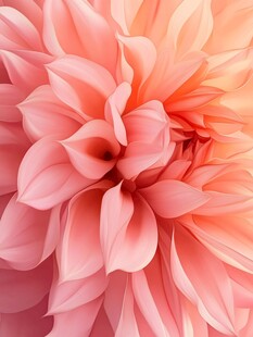 柔美粉色大丽花特写