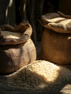 麻袋盛装的饱满大米