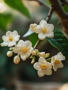 洁白素馨花绽放于枝头