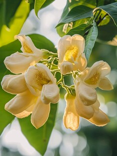 黄白色花朵绽放枝头