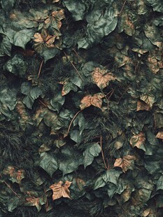 翠绿常春藤叶片特写