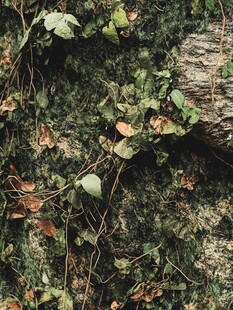 藤蔓缠绕的古老树干