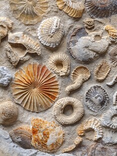 多样远古海洋生物化石展示