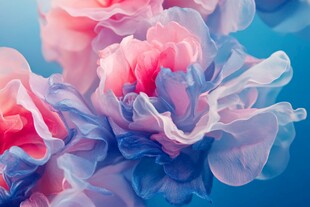 梦幻渐变色彩花朵绽放