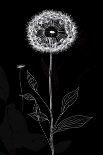 黑白蒲公英线条插画