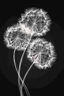 黑白蒲公英 梦幻轻盈之美