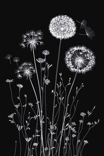 梦幻蒲公英黑白剪影图
