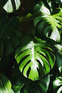 翠绿龟背竹叶特写