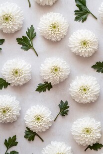 白色雏菊与绿叶清新排列