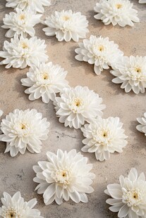 白色菊花铺陈于素雅背景