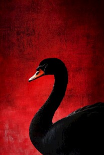 黑天鹅于红色背景的优雅侧影