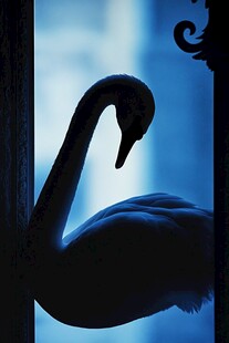 窗前天鹅剪影的静谧之美