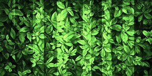 翠绿繁茂的植物叶片背景