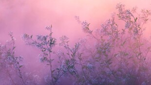 梦幻紫调花卉晨曦美景