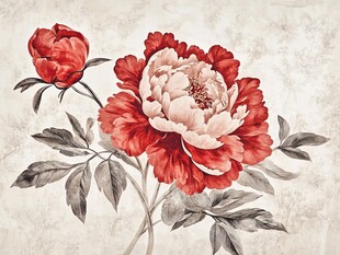 中式水墨风绽放红牡丹花