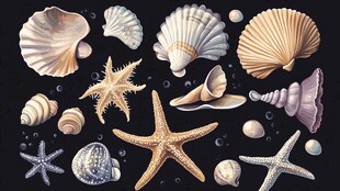海洋贝壳与海星插画素材
