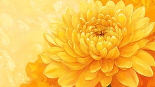 灿烂金黄菊花绽放