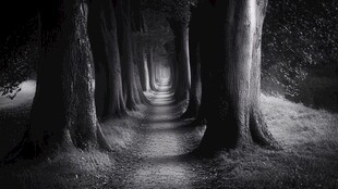 幽暗林间小径 神秘氛围浓