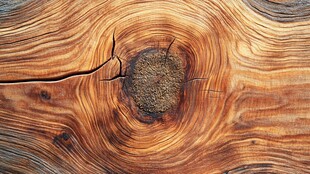 木纹年轮特写纹理之美