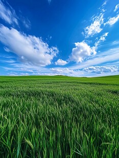 广袤绿野上的蓝天白云