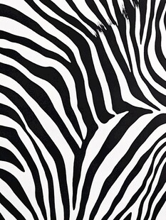 斑马纹图案纹理特写