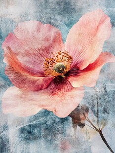 梦幻粉色罂粟花特写