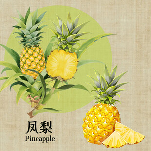 手绘凤梨