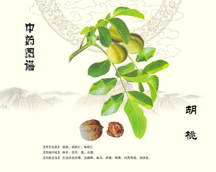 核桃胡桃
