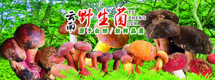 野生菌广告