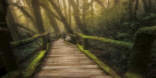森林背景