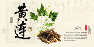 黄连