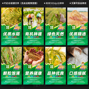 水稻
