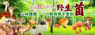 野生菌 