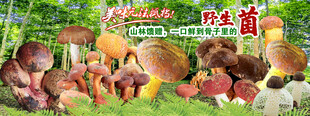 野生菌海报